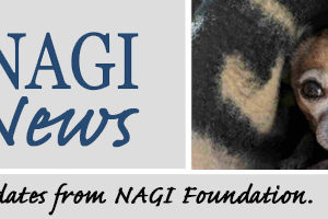 NAGI News