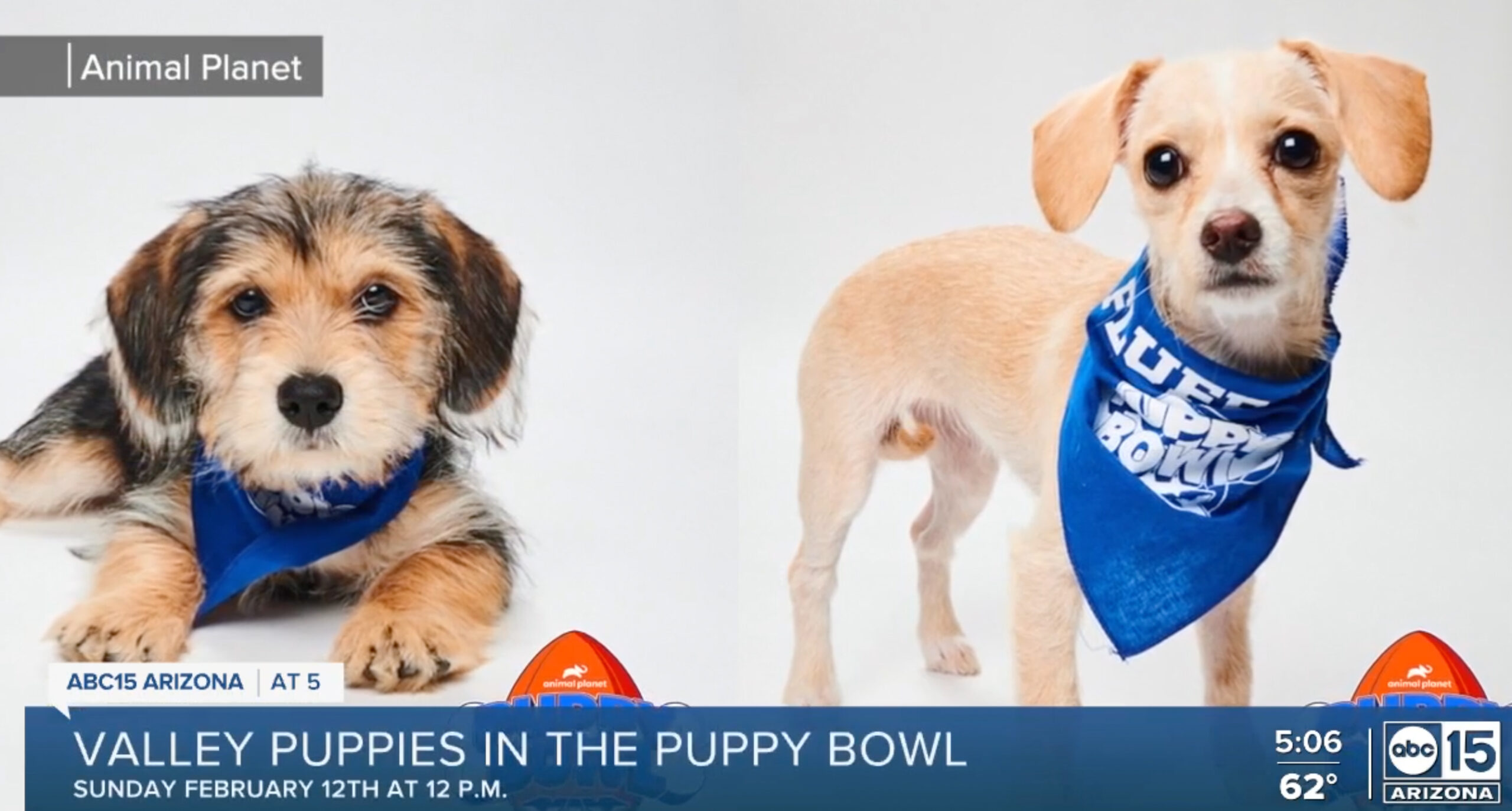 Puppy best sale bowl 15