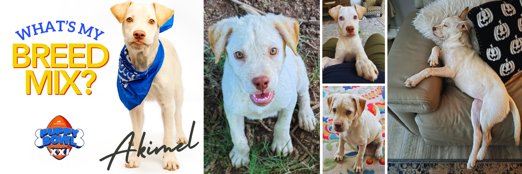 What’s my breed (1080 x 300 px) (1800 x 600 px)-2